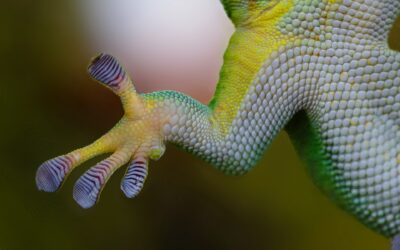 5. Bionik-Kongress Baden-Württemberg, 8.-9. Mai 2023